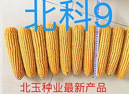 优良玉米种的成活能力怎么判断