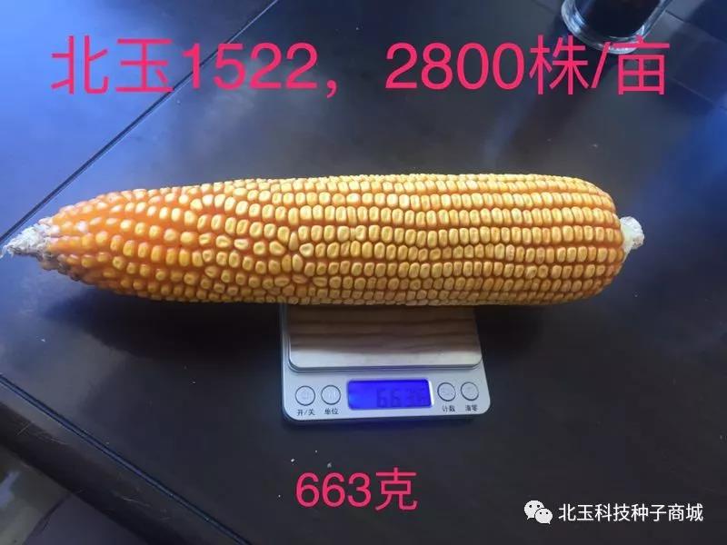 面向内蒙古寻找青贮种子代理商