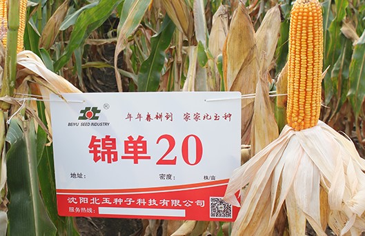 东北玉米种子厂家哪家好？