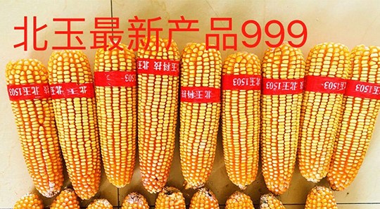 沈阳玉米杂交种子纯度标准