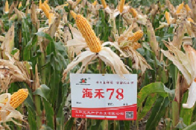 沈阳玉米品种有哪些