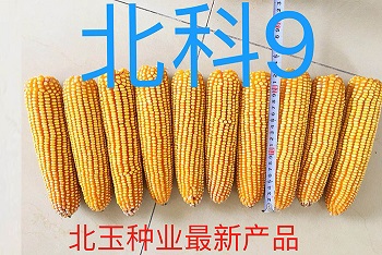 玉米种子价格不是唯一的购买因素