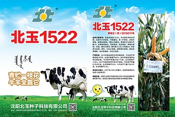 青贮玉米种子有效提高产量