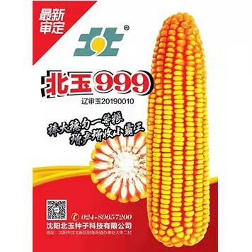 北玉999 沈阳北玉种子科技有限公司