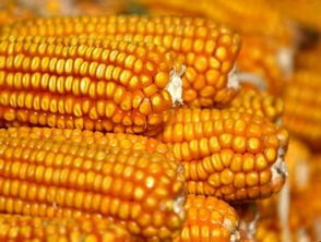 玉米种子价格有差异什么导致的