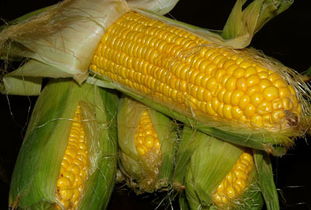 沈阳优良玉米种是什么？