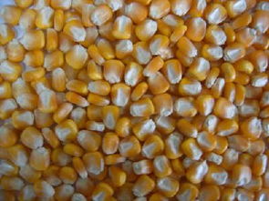 沈阳玉米种子价格未来发展趋势？
