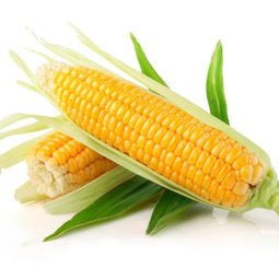 沈阳玉米种子价格高的品种有哪优势？